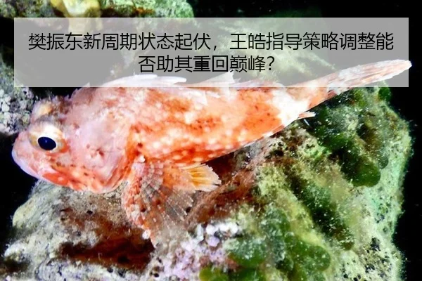 樊振东新周期状态起伏，王皓指导策略调整能否助其重回巅峰？